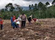 Dukung Ketahanan Pangan, Bhabinkamtibmas Bersama Warga Tanam Jagung Ulu Belu