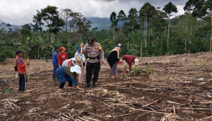 Dukung Ketahanan Pangan, Bhabinkamtibmas Bersama Warga Tanam Jagung Ulu Belu