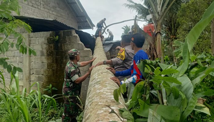 Bhabinkamtibmas dan Babinsa Bantu Evakuasi Pohon Tumbang di Kota Agung Timur